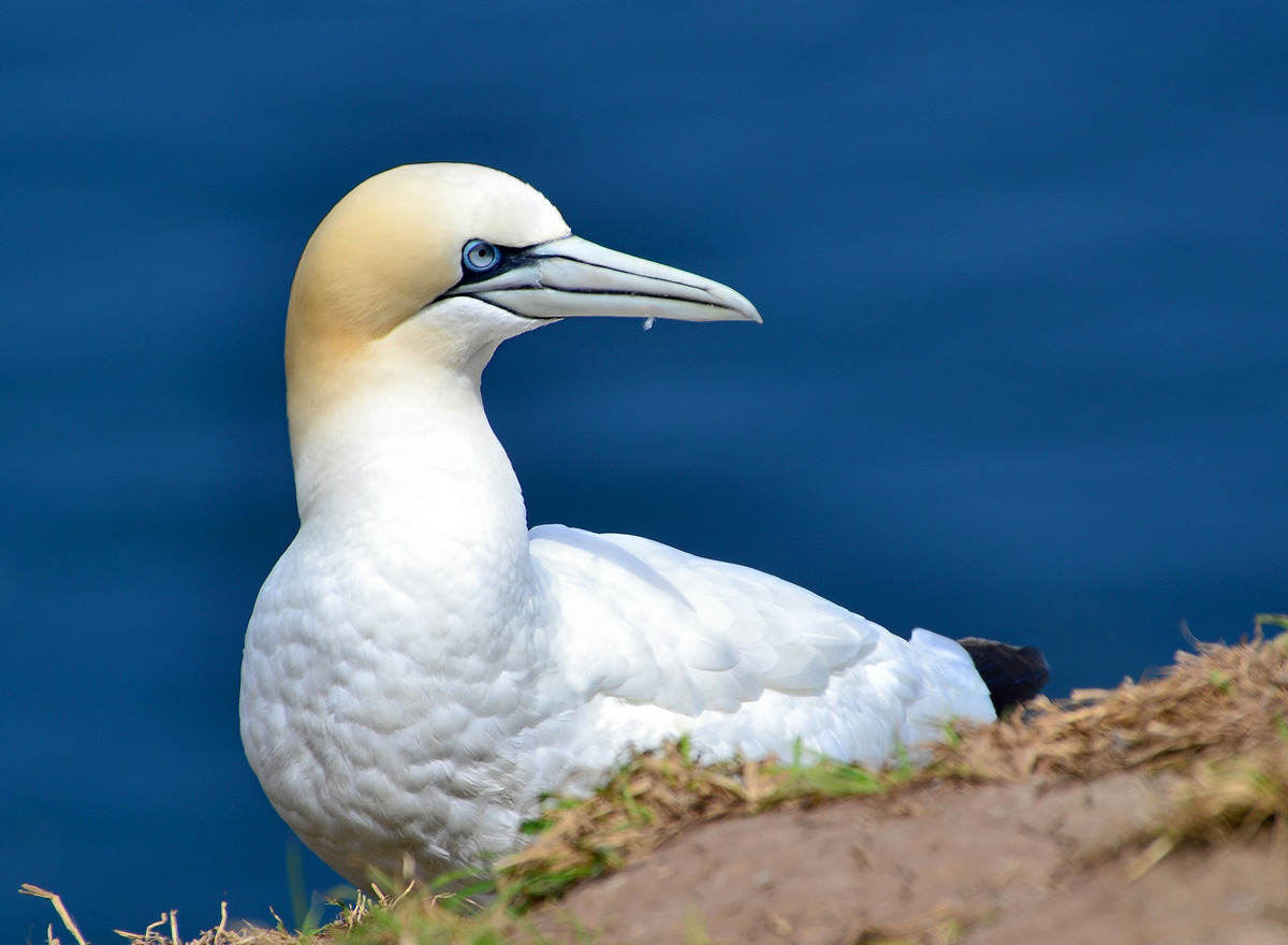 Gannet at Bempton 2012